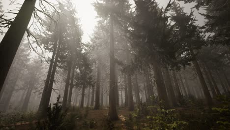 Sonnenstrahlen-Im-Natürlichen-Fichtenwald